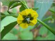 tomatillo flower