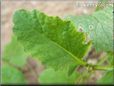 radish leaves