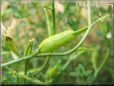 arugula seed pod