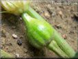acorn squash