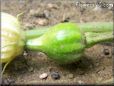 acorn squash