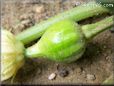 acorn squash