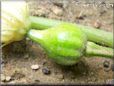 small acorn squash