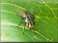 fly