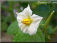 potato plant flower blossom