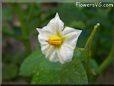 potato plant flower blossom