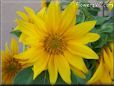 yellow sunflower flower