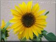 yellow sunflower flower