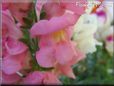 snap dragon flower