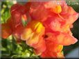orange snap dragon flower