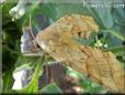 very big tan moth