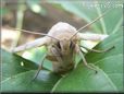 big tan moth