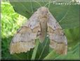 big tan moth