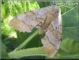 big tan moth