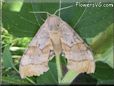 big tan moth
