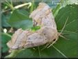 big tan moth