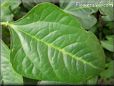 black eyed peas leaf pictures