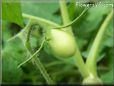 small roma tomato
