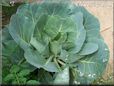 cabbage plant pictures