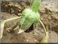  eggplant