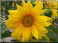 yellow sunflower flower