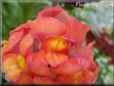 orange snap dragon flower