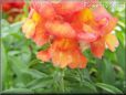 orange snap dragon flower