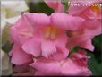 snap dragon flower