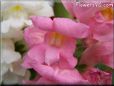 snap dragon flower