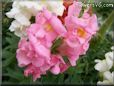 snap dragon flower