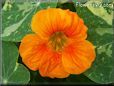 orange nasturtium flower