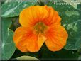 orange nasturtium flower