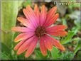 african daisy flower