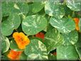 orange nasturtium flower