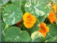 orange nasturtium flower