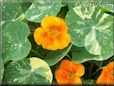 orange nasturtium flower
