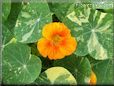 orange nasturtium flower