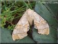 big tan moth