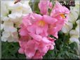 snap dragon flower