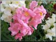 snap dragon flower