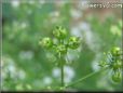 cilantro seeds