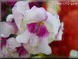 white maroon snapdragon flower