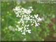 cilantro blossom flower
