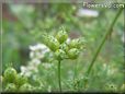 cilantro seeds