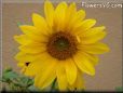 sunflower flower