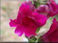 dark pink snap dragon flower