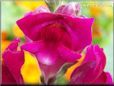 dark pink snap dragon flower