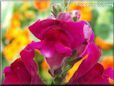 dark pink snap dragon flower