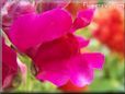 dark pink snap dragon flower