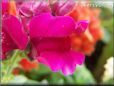 dark pink snap dragon flower